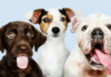 5 Melhores Clínicas Veterinárias em Araucária Cachorros