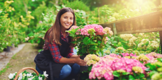 Floriculturas em Araquari: Beleza e Qualidade ao Seu Alcance