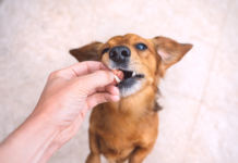 Está procurando por Farmácia Veterinária em Bauru? Confira nossa lista com as melhores opções na cidade!