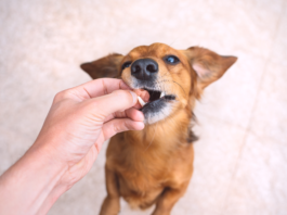 Está procurando por Farmácia Veterinária em Bauru? Confira nossa lista com as melhores opções na cidade!