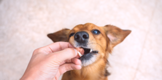 Está procurando por Farmácia Veterinária em Bauru? Confira nossa lista com as melhores opções na cidade!
