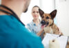 Plano de Saúde para Animais em Mairinque – SP: Proteção e Bem-Estar para Seu Pet