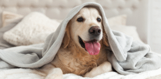 Hotéis para Cães em Joinville – Cuidados e Conforto Bem Pertinho de Você