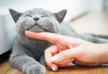 Hotel para Gatos em Atibaia: hospedagem e cuidados para seu pet