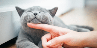 Hotéis para Gatos em Joinville – Conforto e Cuidado para Seu Felino