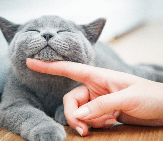 Hotel para Gatos em Atibaia: hospedagem e cuidados para seu pet